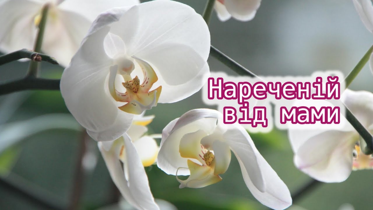 привітання на весілля від мами - листівка 25
